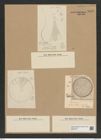 Stephanodiscus kanitzii Pant. et Grun. (de-Toni-Nr.: Genus 189, Species 4693) Zeichnungen Sammlung Grunow Nr. 8349 (NHMW-BOT-W0377757)